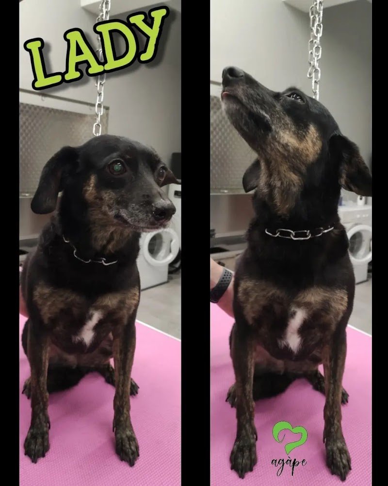 Agàpe Toelettatura - Foto 2