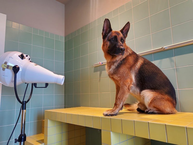 Agapet Toelettatura - Foto 2