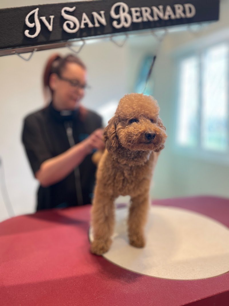 Agapet Toelettatura - Foto 3