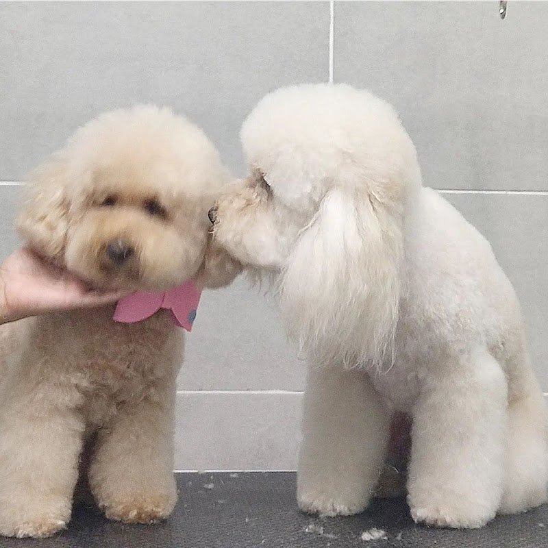 AkkittaCani - Foto 1