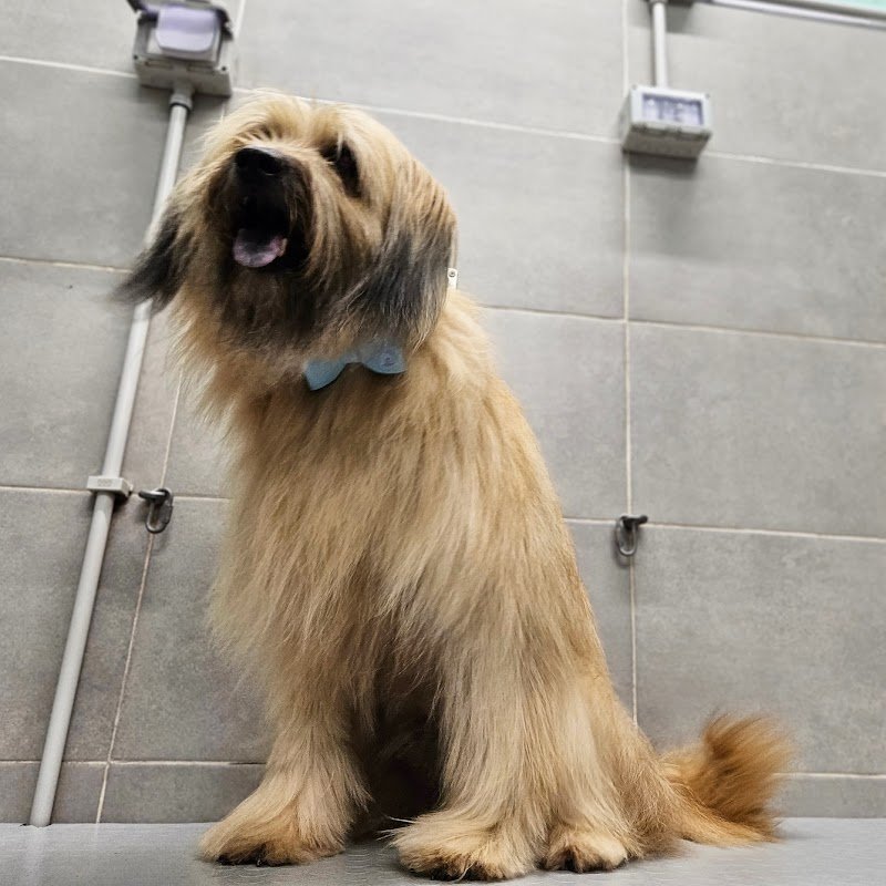 AkkittaCani - Foto 2