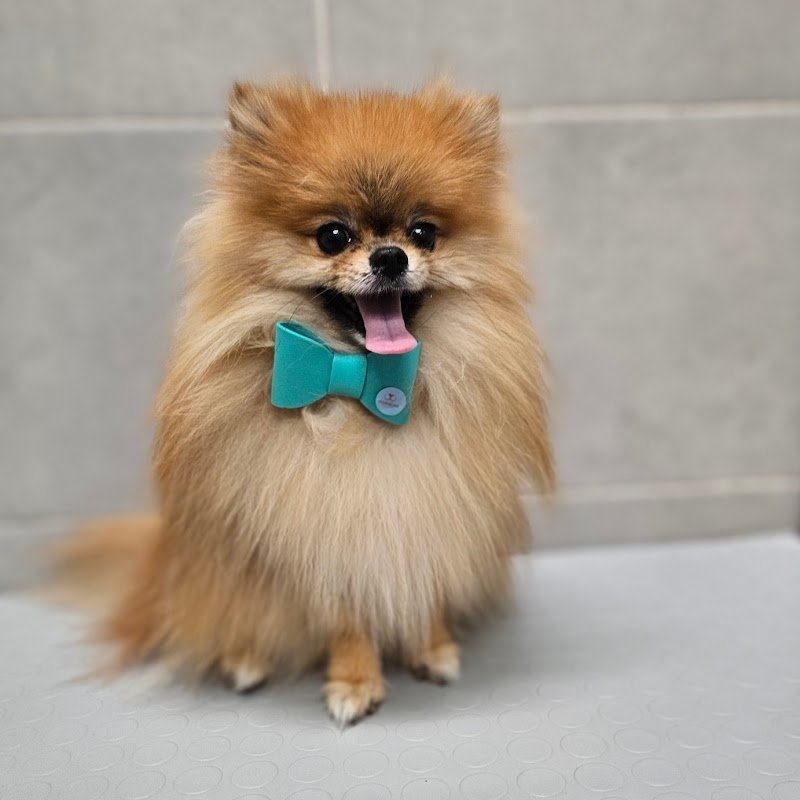 AkkittaCani - Foto 3