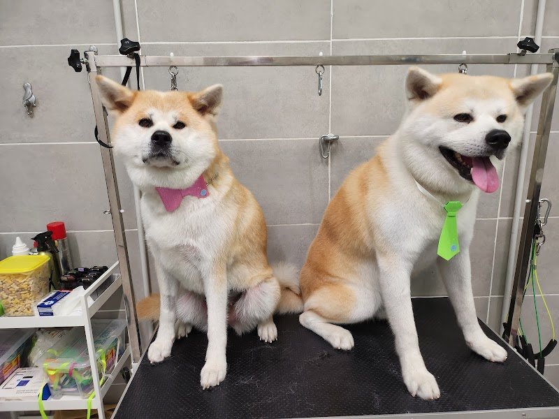 AkkittaCani - Foto 4