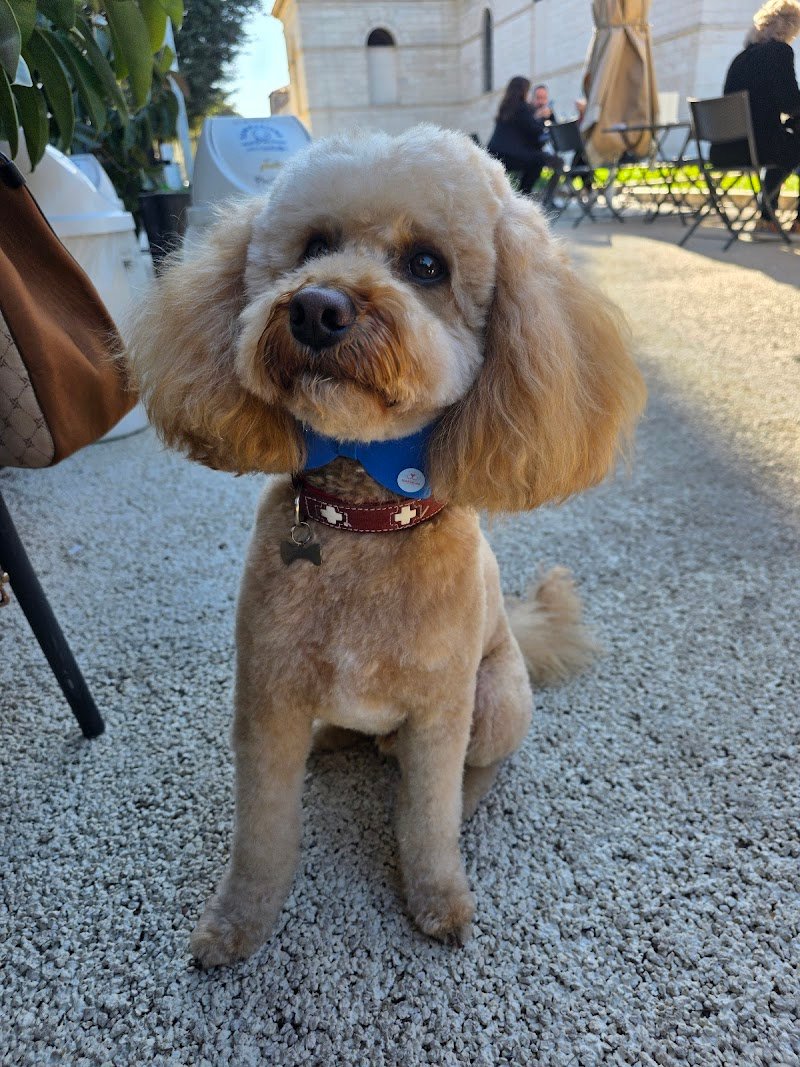 AkkittaCani - Foto 5