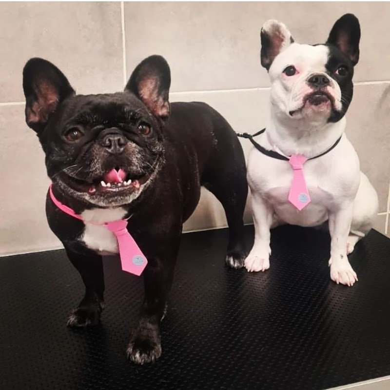 AkkittaCani - Foto 6