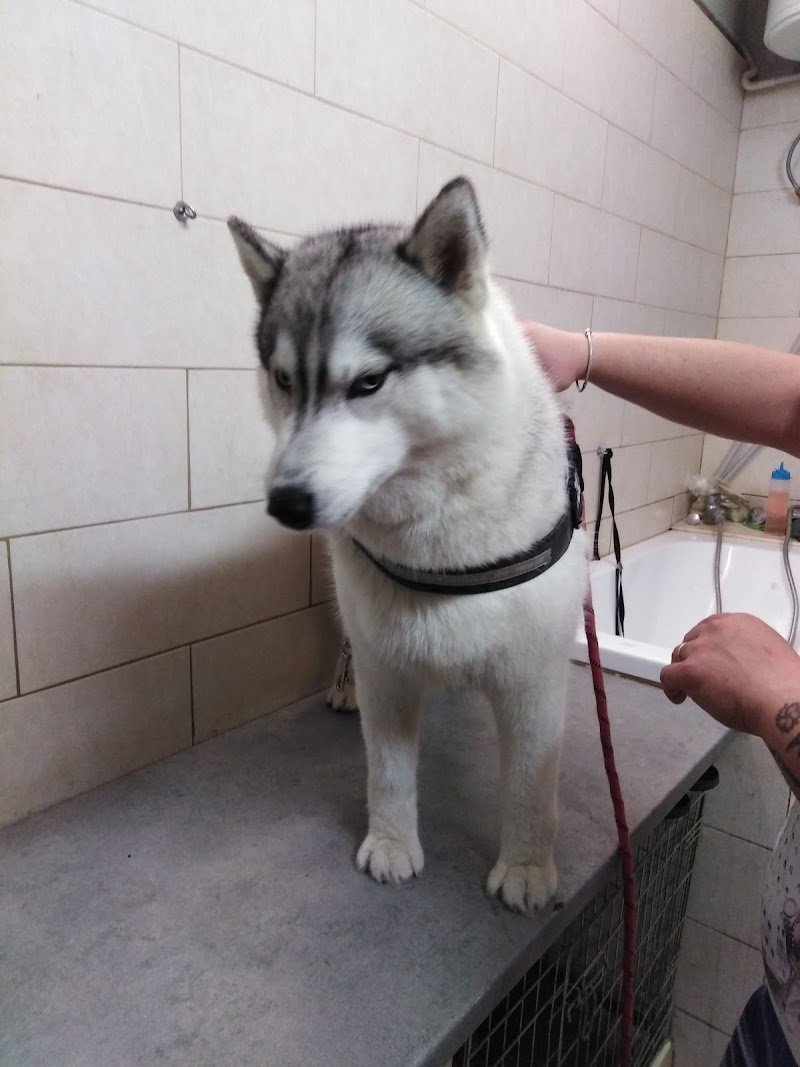 al piccolo zoo uccelleria e toelettatura - Foto 2