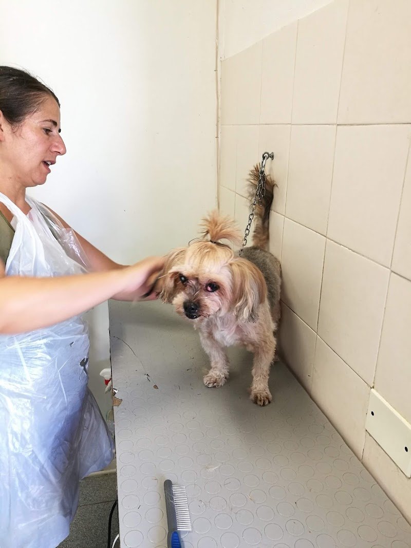 Alì Bau Bau Di Cristina Pisu - Foto 1