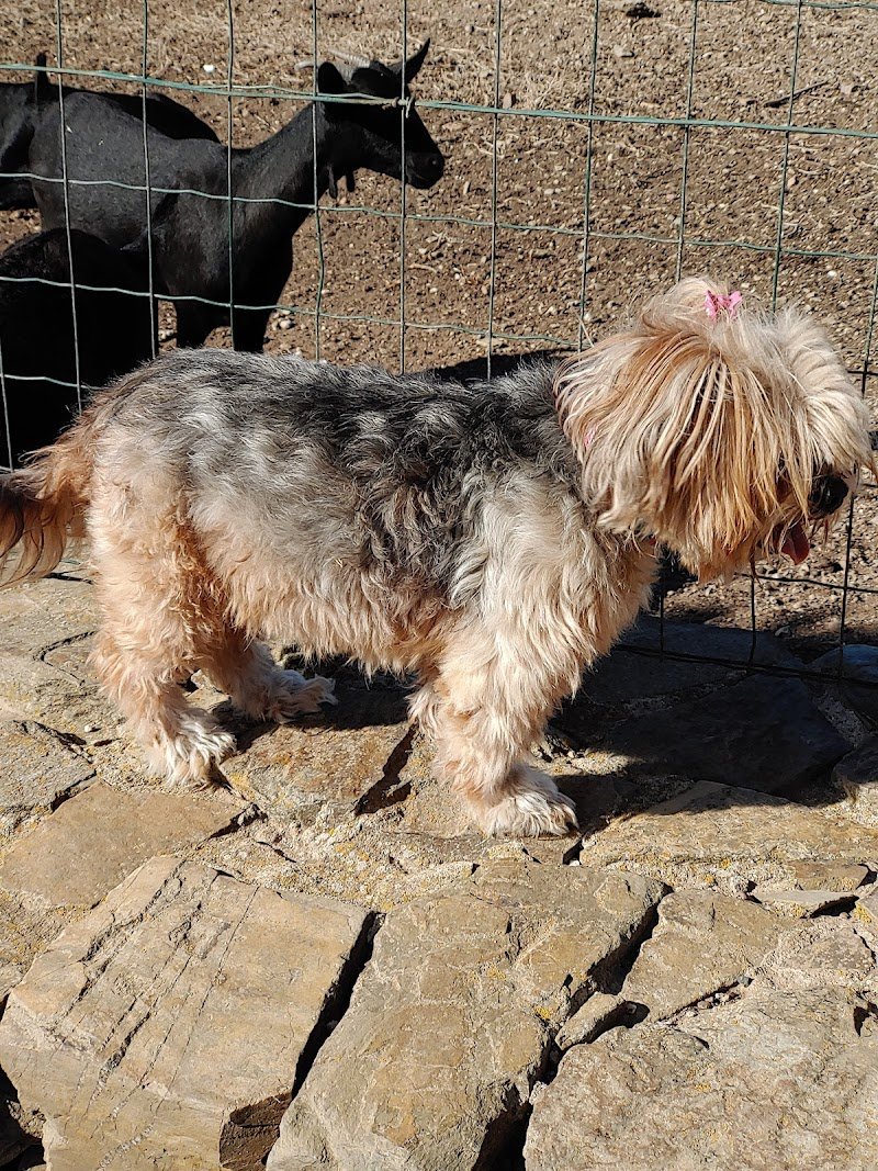 Alì Bau Bau Di Cristina Pisu - Foto 2