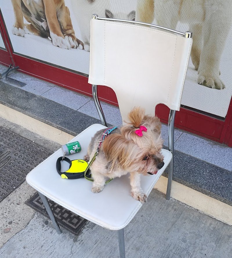 Alì Bau Bau Di Cristina Pisu - Foto 3