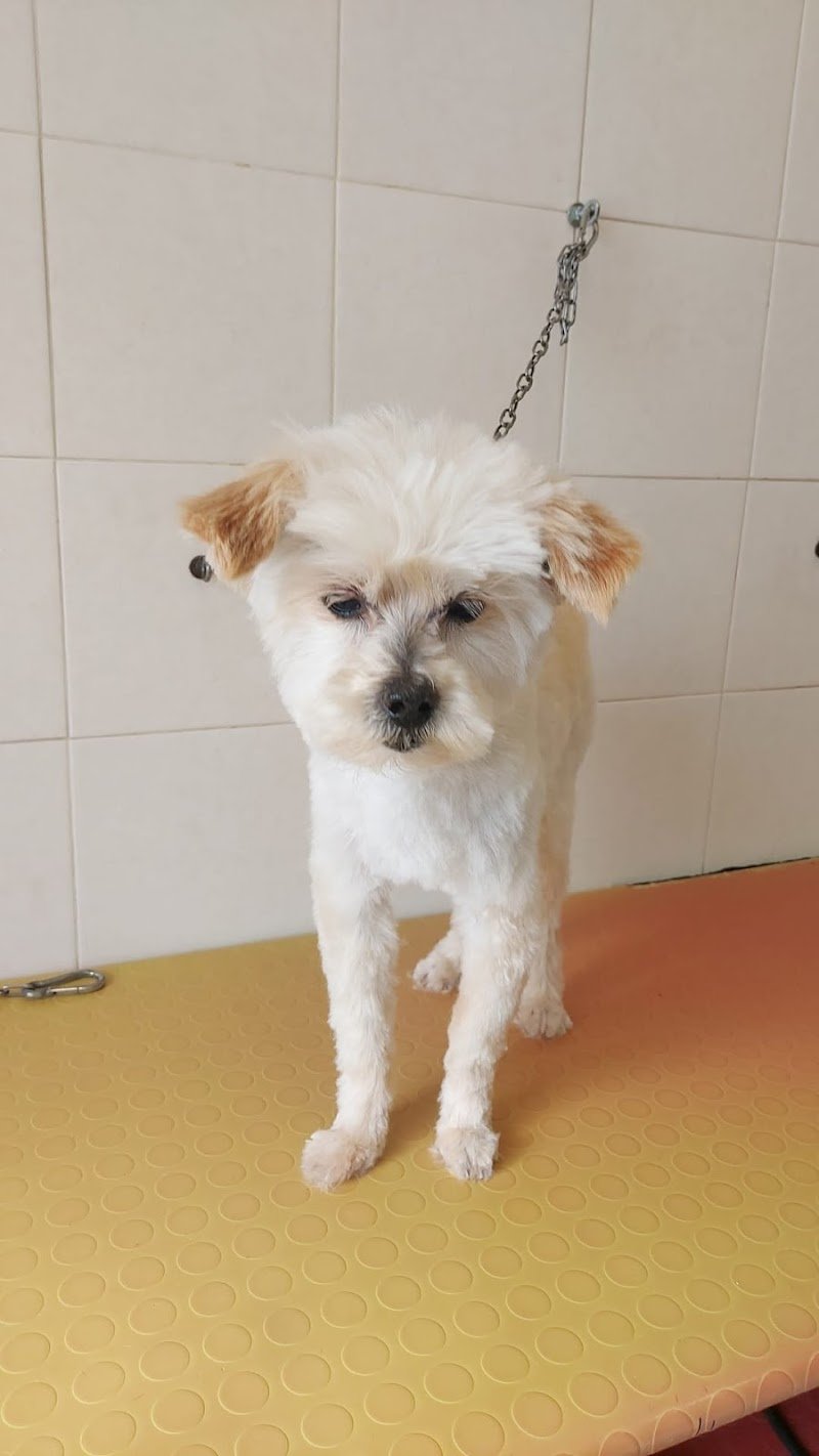 Alì Bau Bau Di Cristina Pisu - Foto 4