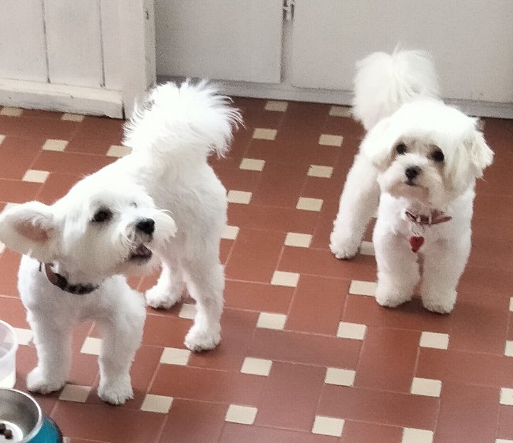 Alì Bau Bau Di Cristina Pisu - Foto 5