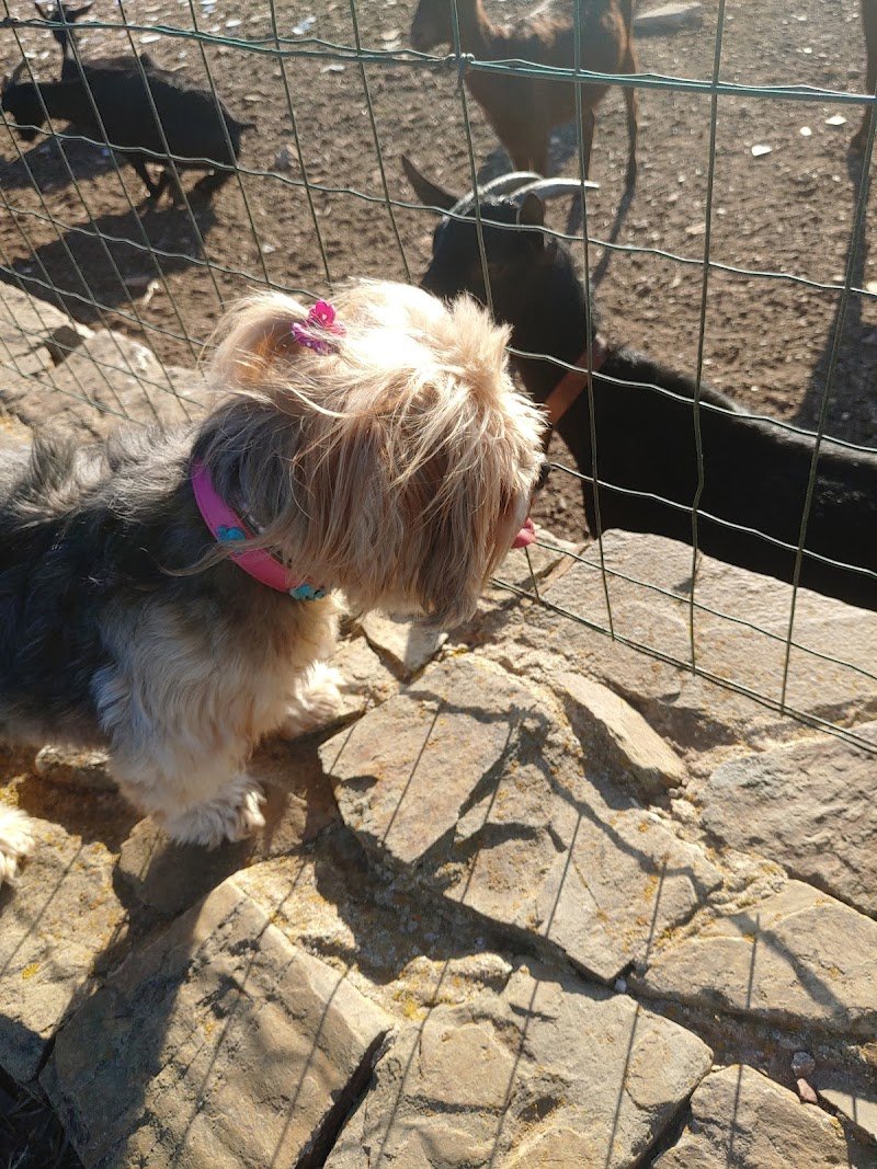 Alì Bau Bau Di Cristina Pisu - Foto 6