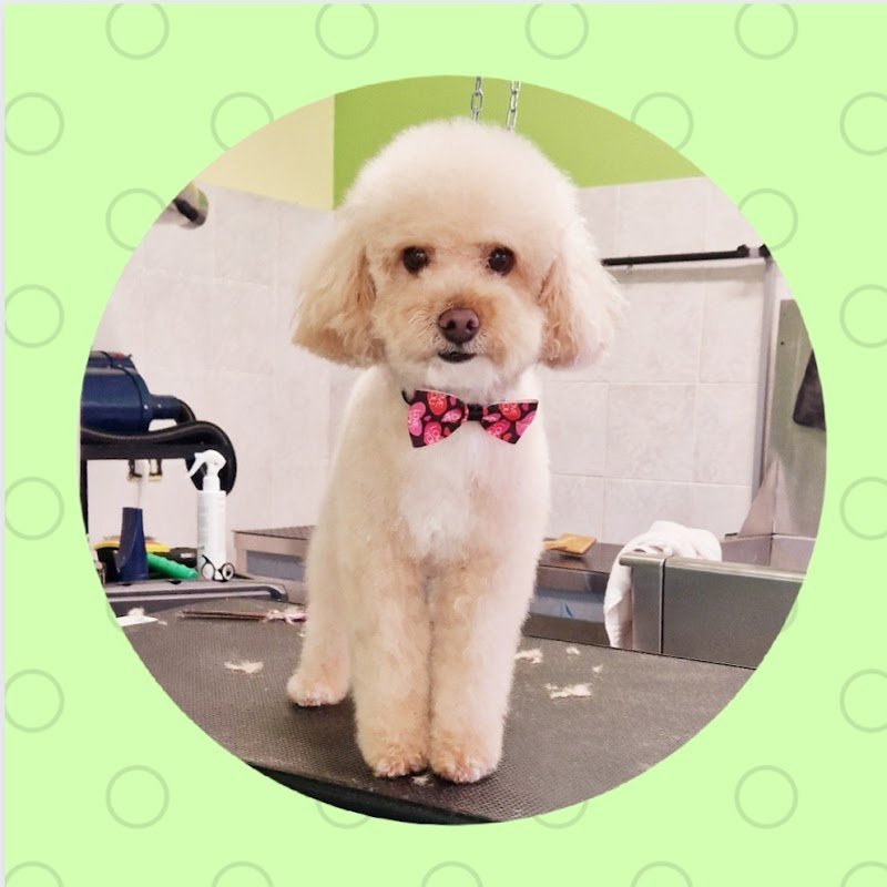 Ali Bau Bau di Parmeggiani Alice - Foto 1