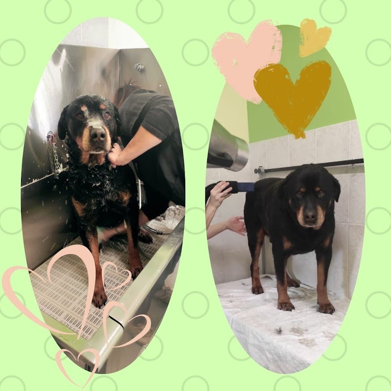 Ali Bau Bau di Parmeggiani Alice - Foto 4