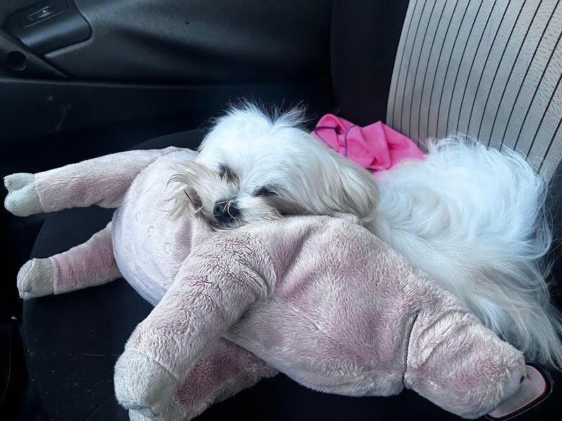 Ali Bau Bau di Parmeggiani Alice - Foto 5