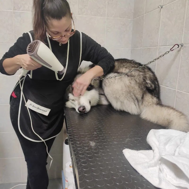 Ali Bau Bau di Parmeggiani Alice - Foto 6