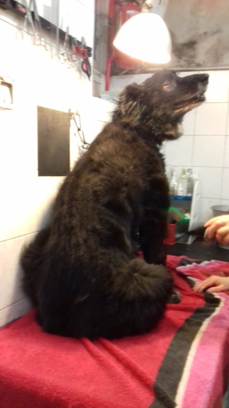 Allegra Compagnia Di Candioto Marianna - Foto 1