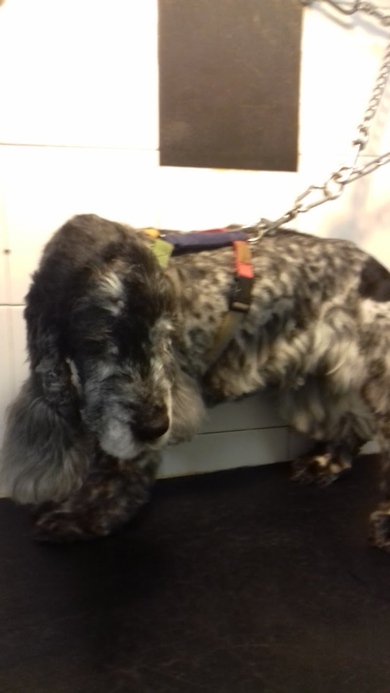 Allegra Compagnia Di Candioto Marianna - Foto 2