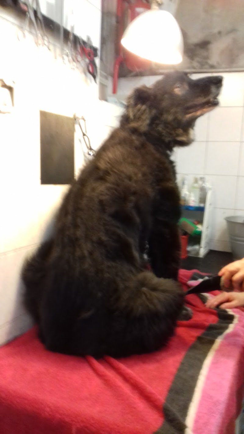 Allegra Compagnia Di Candioto Marianna - Foto 3