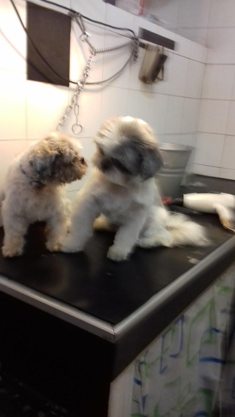 Allegra Compagnia Di Candioto Marianna - Foto 4