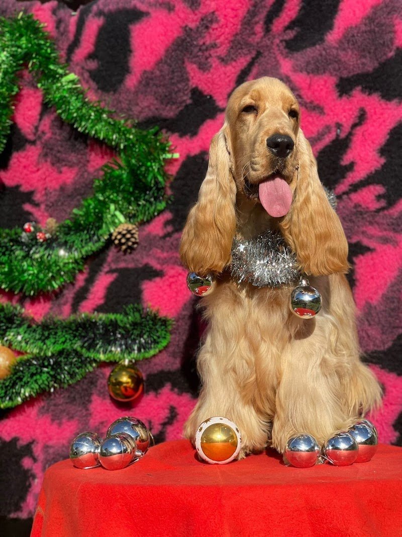 Allevamento Giuly's Cocker - Foto 1