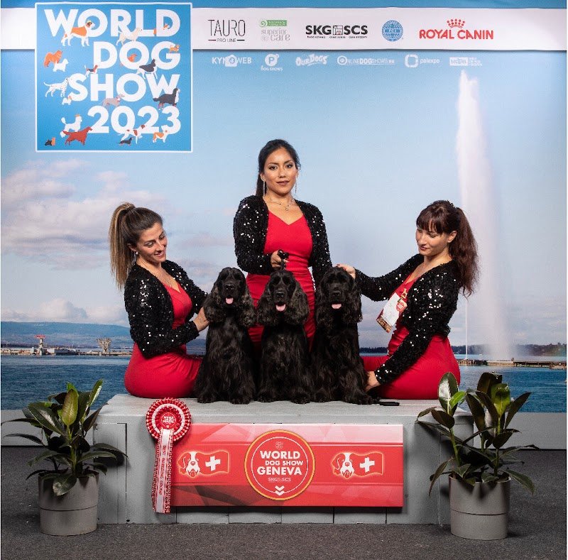 Allevamento Giuly's Cocker - Foto 3