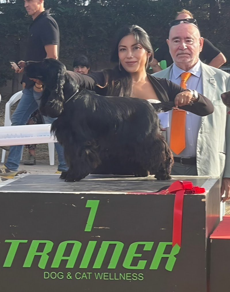 Allevamento Giuly's Cocker - Foto 4