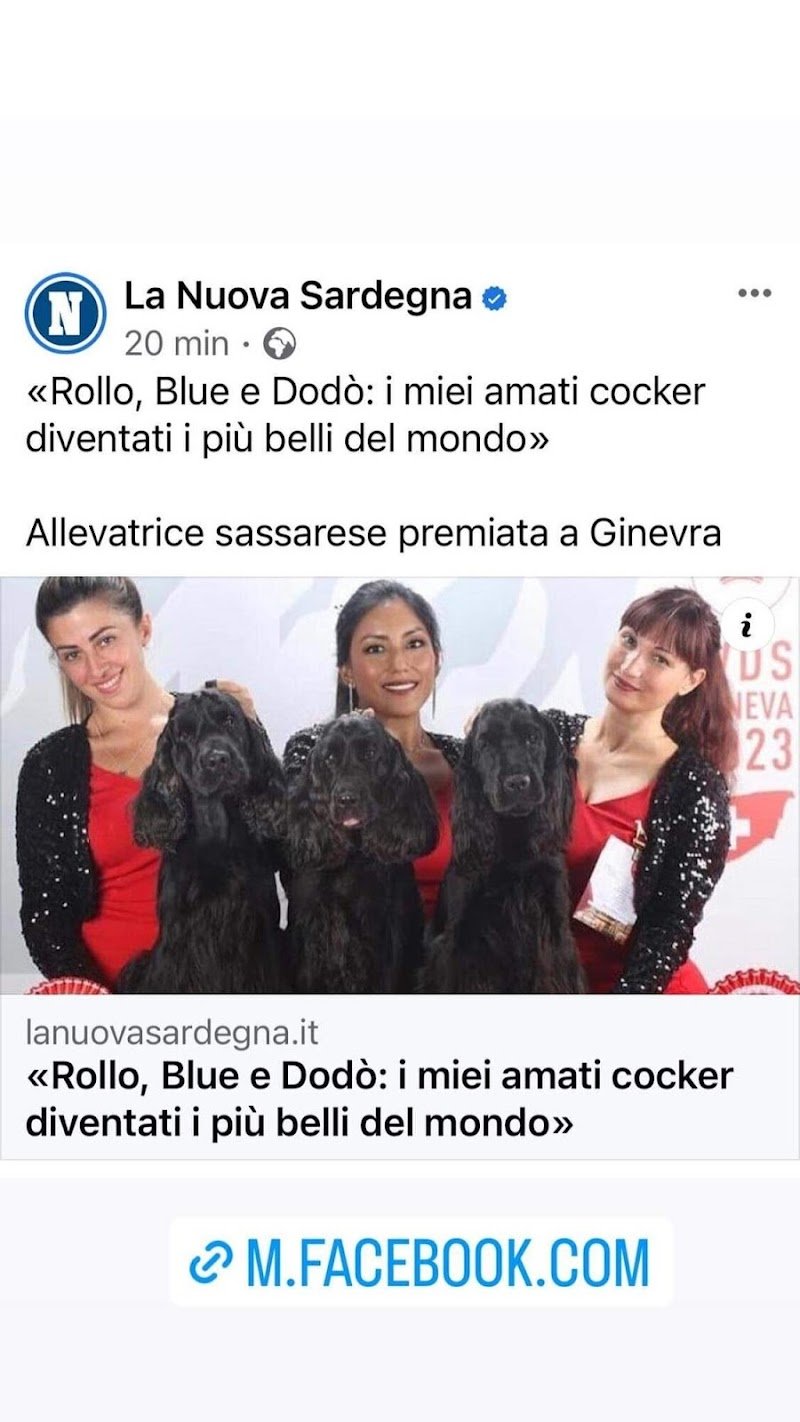 Allevamento Giuly's Cocker - Foto 5