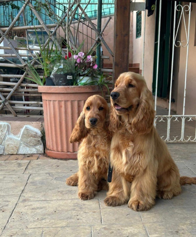 Allevamento Giuly's Cocker - Foto 6