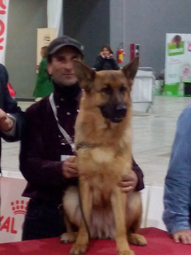 Allevamento Villa Dei Cedri Di Ciciriello Olimpio - Foto 2