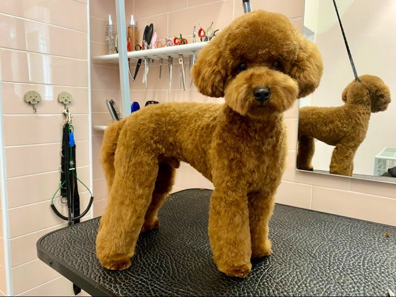 Almamia Toelettatura Boutique - Foto 1