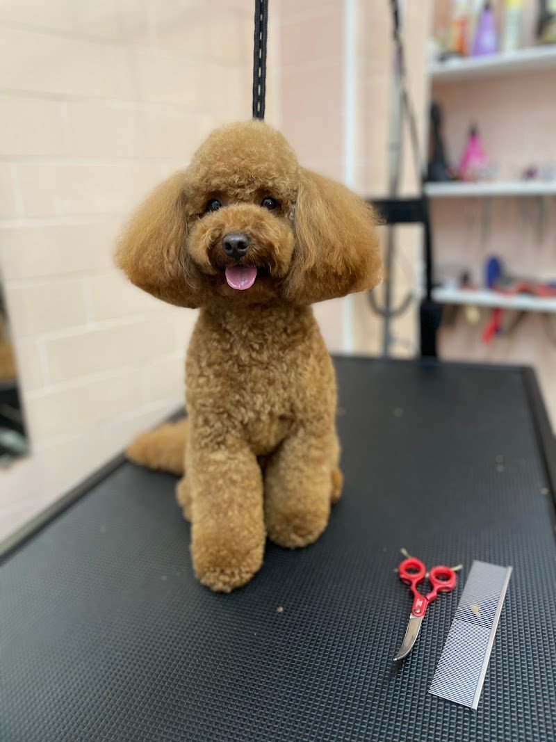 Almamia Toelettatura Boutique - Foto 2