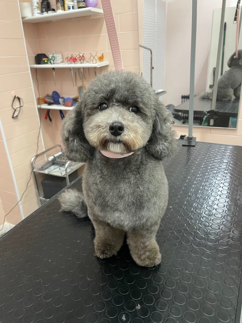 Almamia Toelettatura Boutique - Foto 4