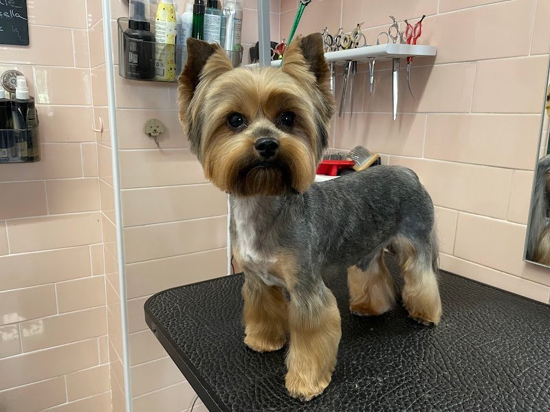 Almamia Toelettatura Boutique - Foto 5