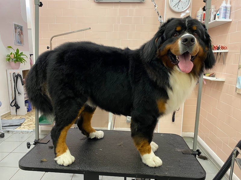 Almamia Toelettatura Boutique - Foto 6