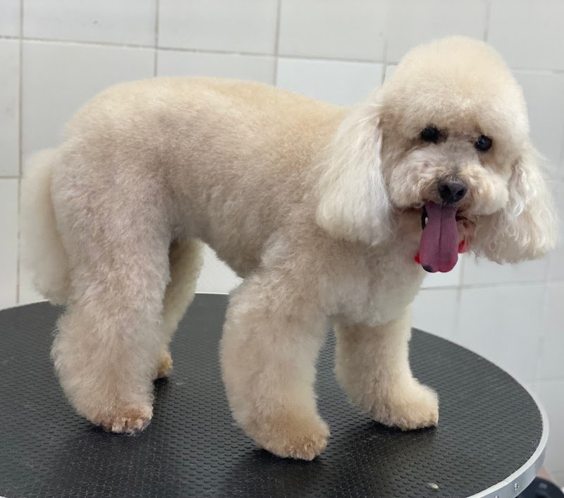 AlphaPet Udine - Foto 2