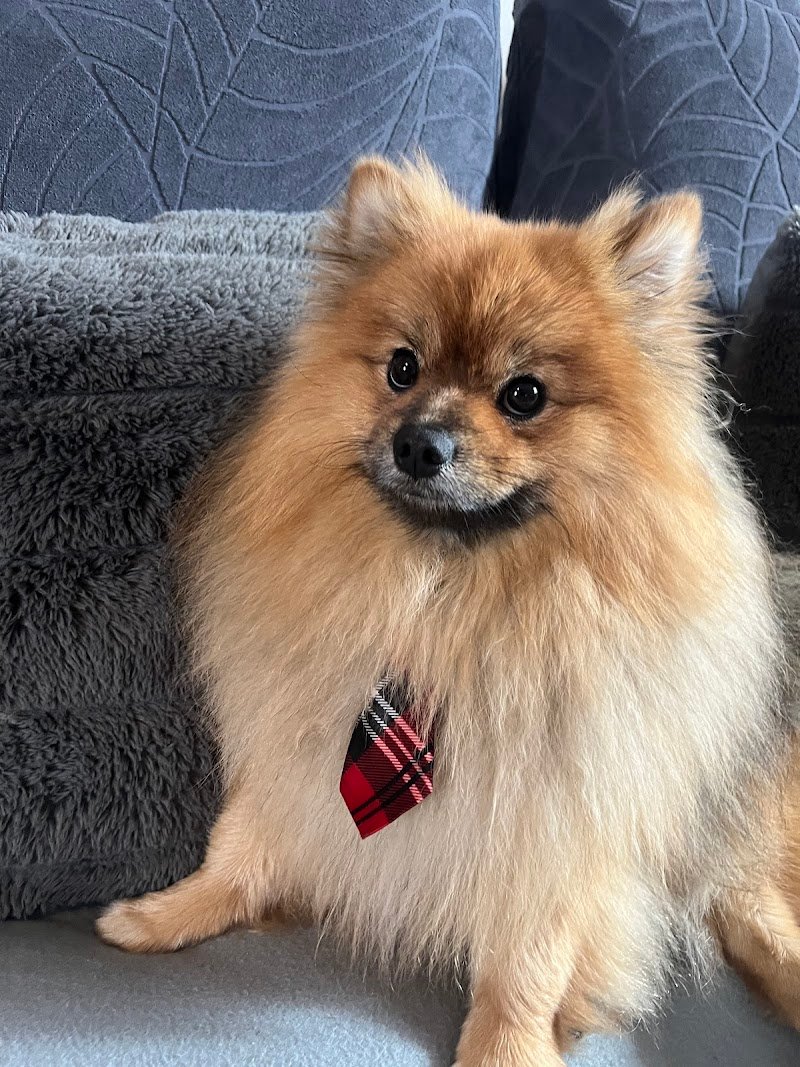 AlphaPet Udine - Foto 5