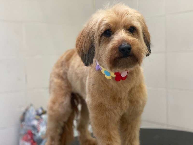 AlphaPet Udine - Foto 6