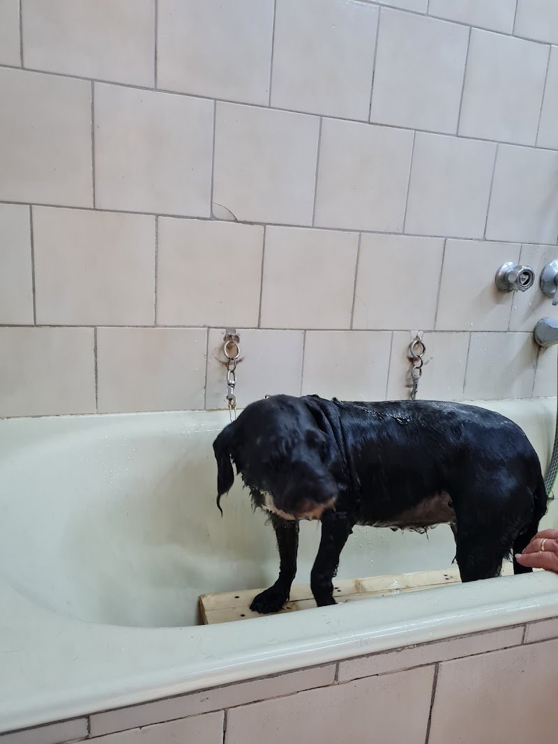 Altamura Zoo Di Dolinar Liviana - Foto 1