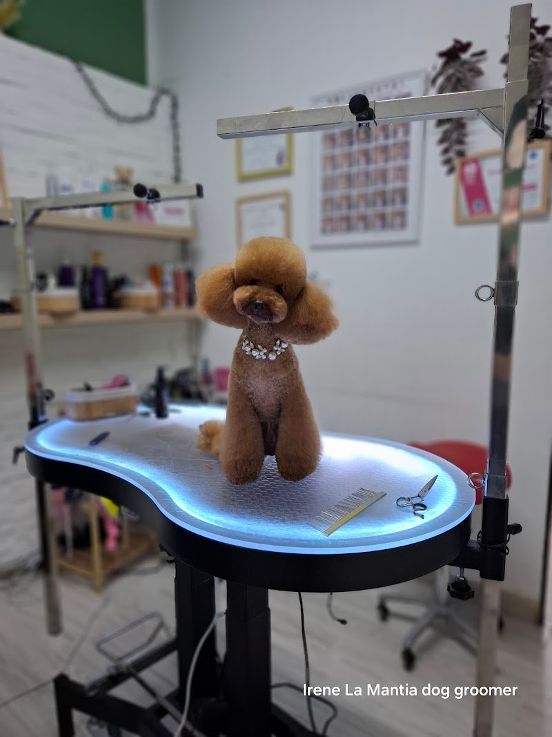 Alvin superstar - Foto 2