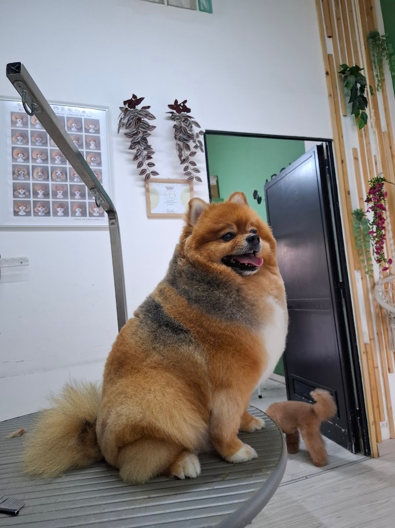 Alvin superstar - Foto 4