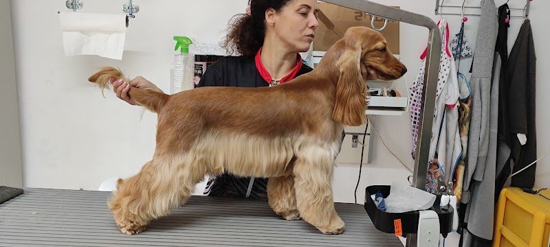 Alvin superstar - Foto 6