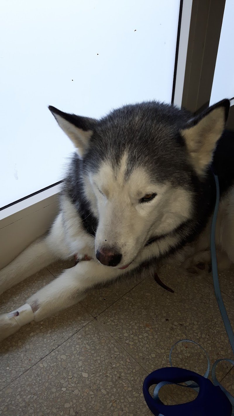 Ambulatorio Triola - Foto 3