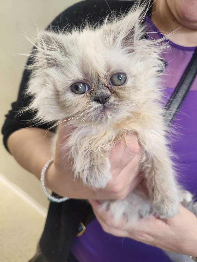 Ambulatorio Triola - Foto 4