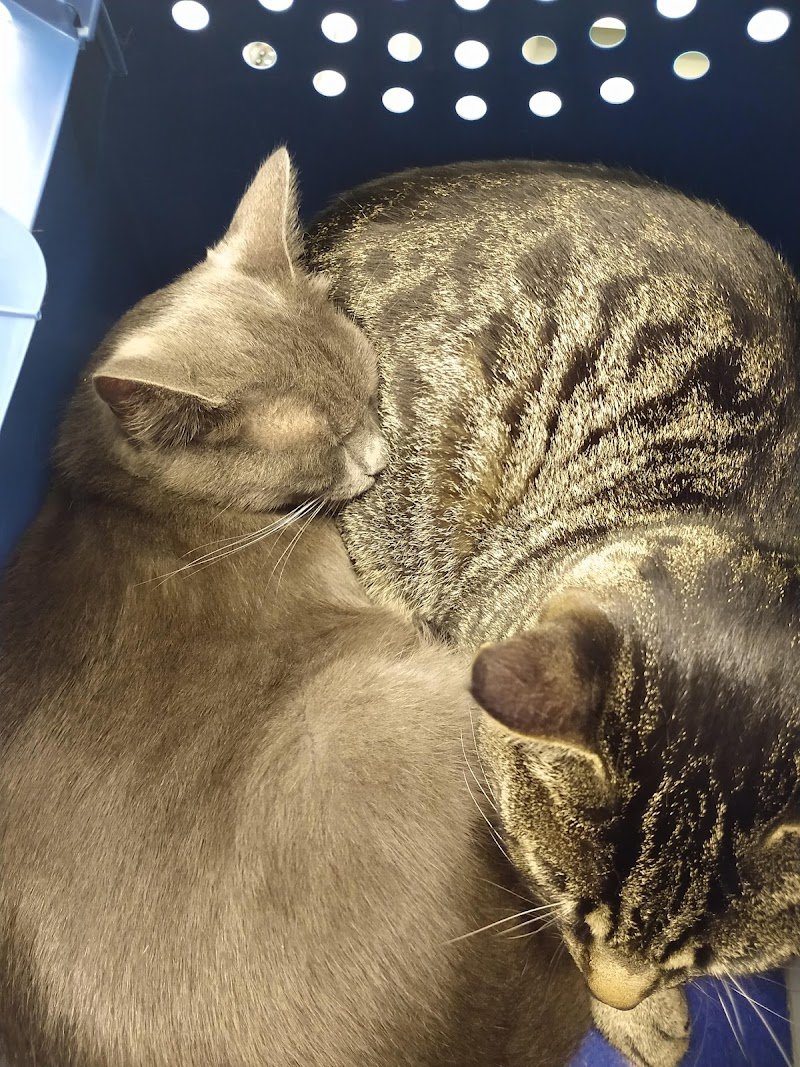 Ambulatorio Veterinario Boldrini Nicola e Poletti Rossella - Foto 5