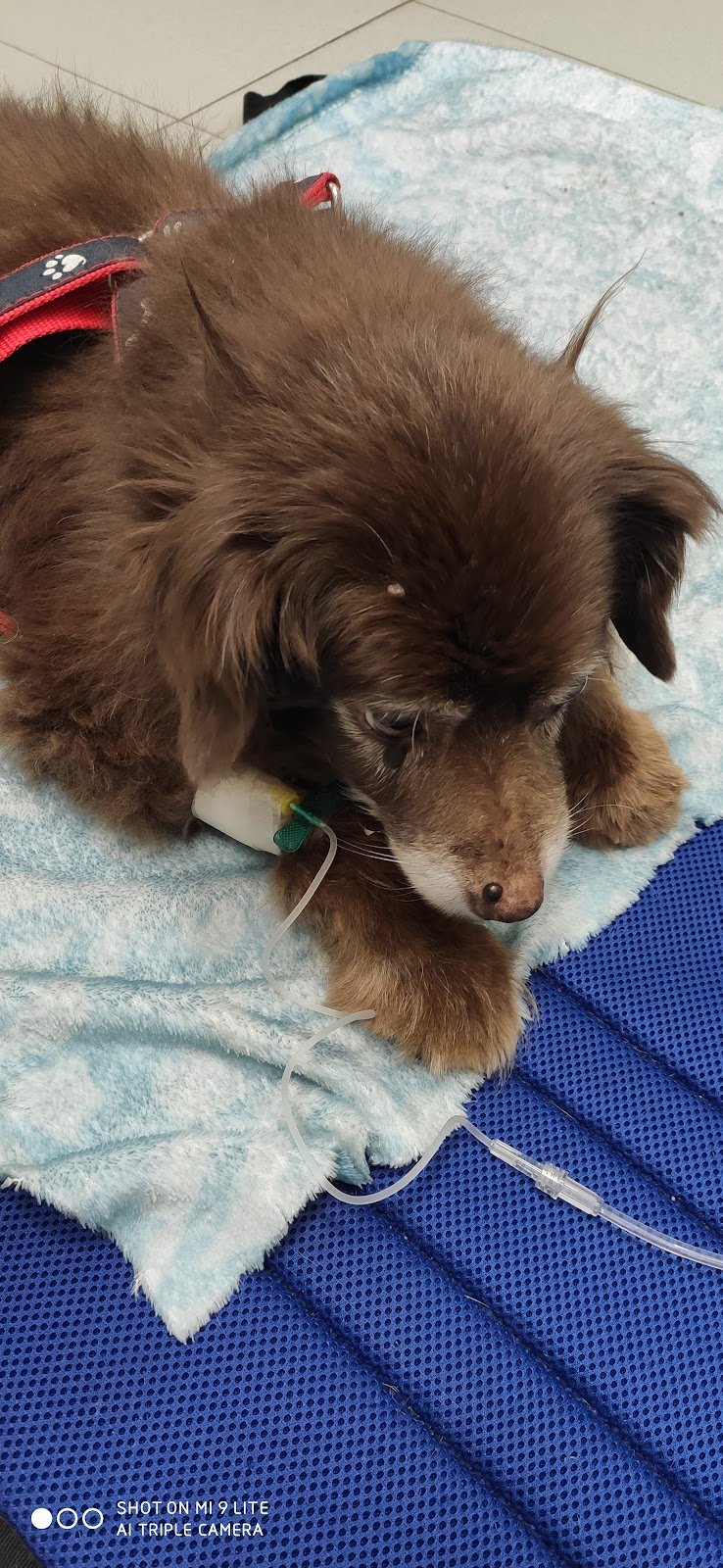 Ambulatorio Veterinario Boldrini Nicola e Poletti Rossella - Foto 6