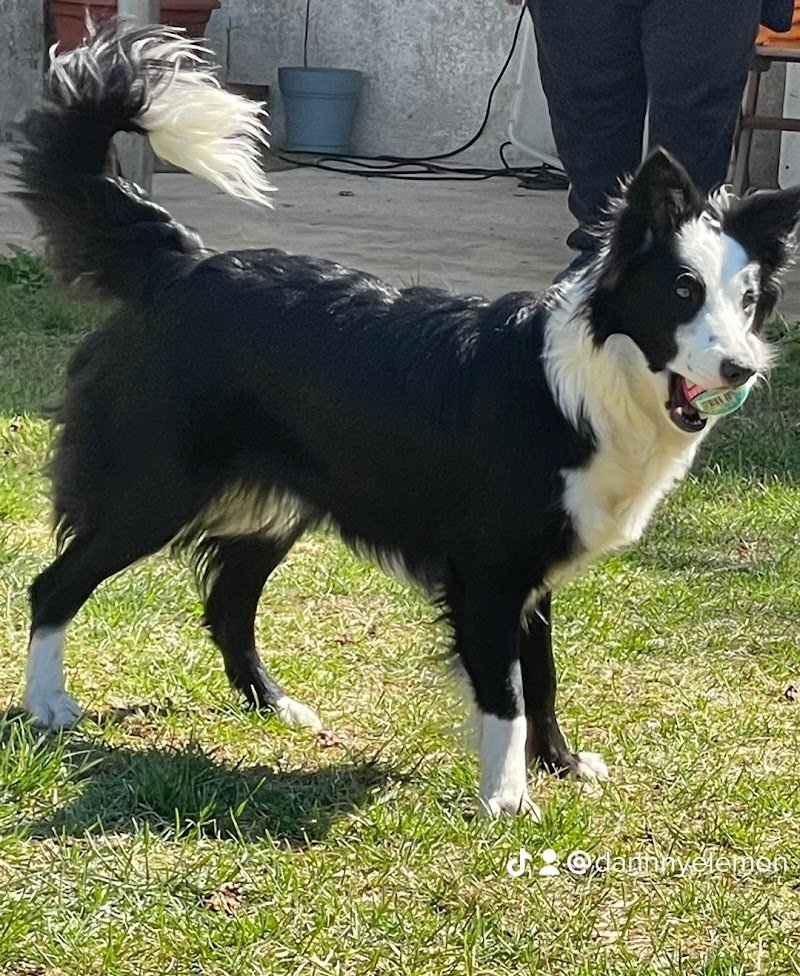 Ambulatorio Veterinario Friulano del dott. De Stefanis Costantino - Foto 4