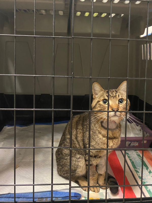 Ambulatorio Veterinario Friulano del dott. De Stefanis Costantino - Foto 5