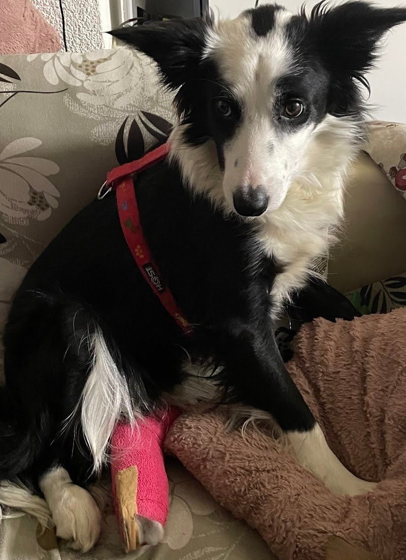 Ambulatorio Veterinario Friulano del dott. De Stefanis Costantino - Foto 6