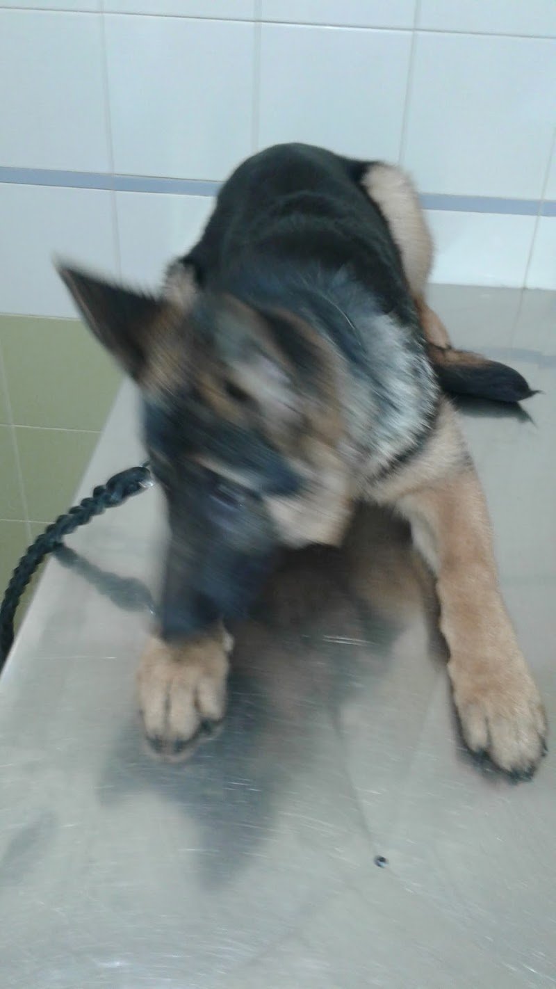 Ambulatorio Veterinario Kimera - Foto 1